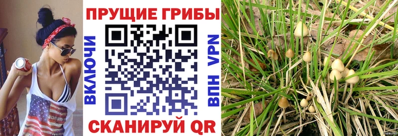 Псилоцибиновые грибы мицелий  наркошоп  Пионерский 